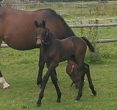 Showjumping Foals For Sale